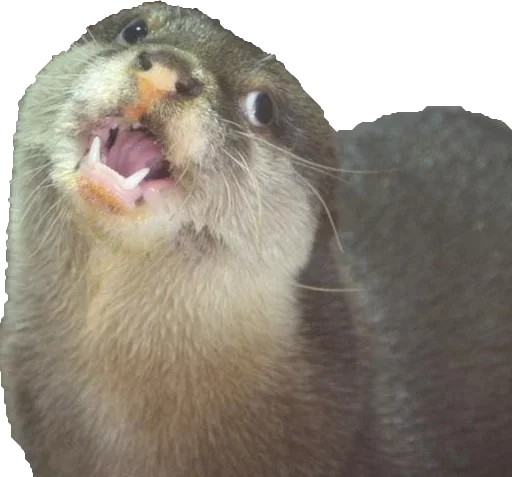 животное млекопитающее морские млекопитающие