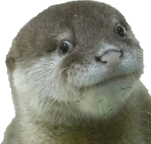 animal mammal otter