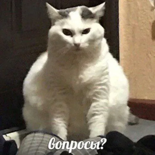 животное млекопитающее домашняя кошка