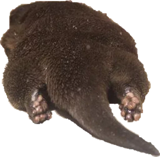 животное млекопитающее организм