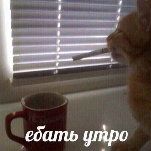 кошка комнатный животное