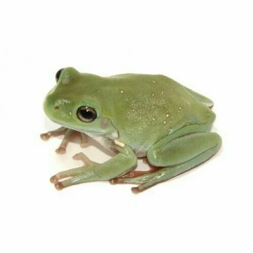 animal frog amphibian