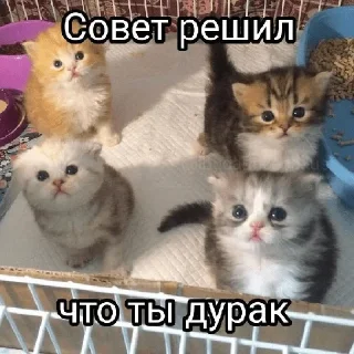 Стикер @StickersFuck1 - 4