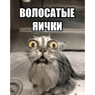 Стикер @StickersFuck1 - 6