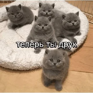Стикер @StickersFuck1 - 7