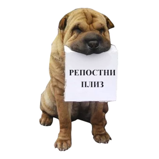 dog breed pet animal