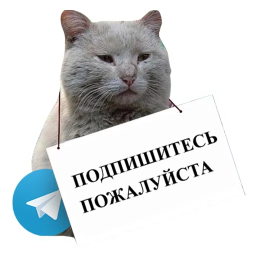 Подпишитесь плиз @podaiti - animal