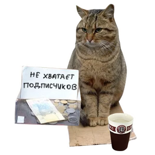 felidae small to medium-sized cats text