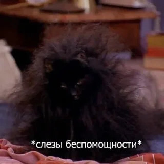 Sticker Подборка Барсука - 10