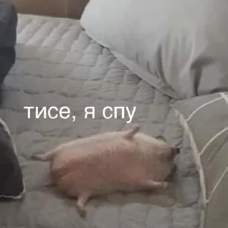 Sticker Подборка Барсука - 7