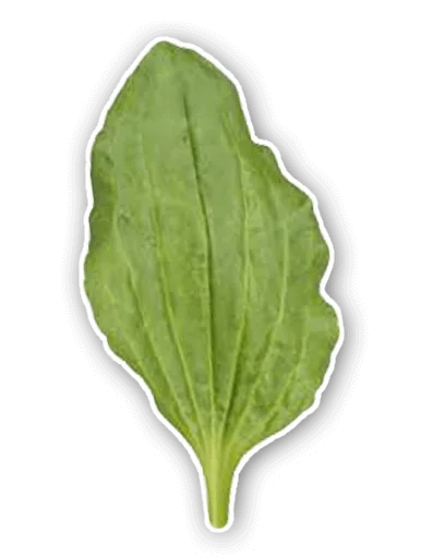 Подорожник - plant