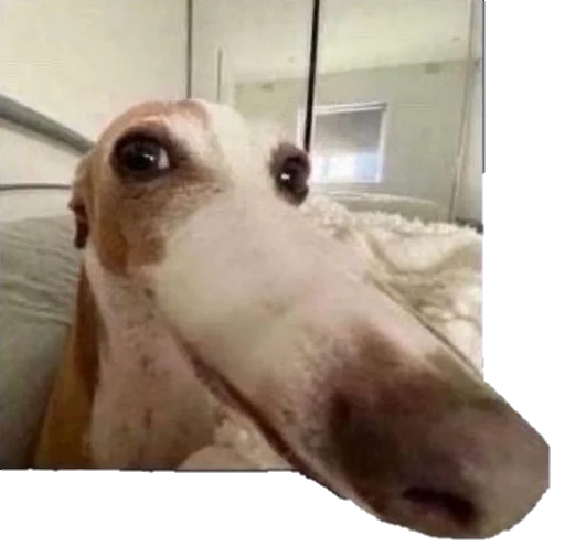 Подсос ямечки. - animal