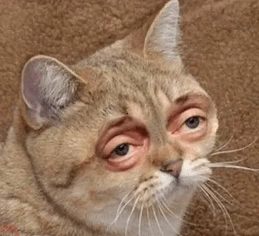 животное кошка млекопитающее