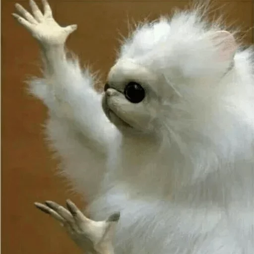 животное Белый комнатный