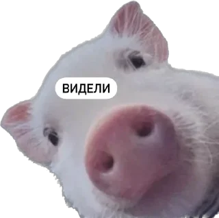 Стикер Poshayrmim - 10