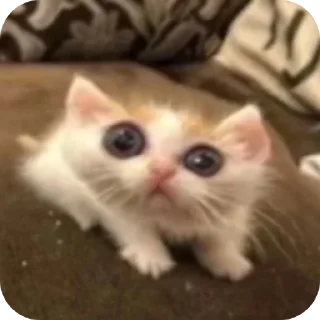 Sticker Похимиизадали - 3