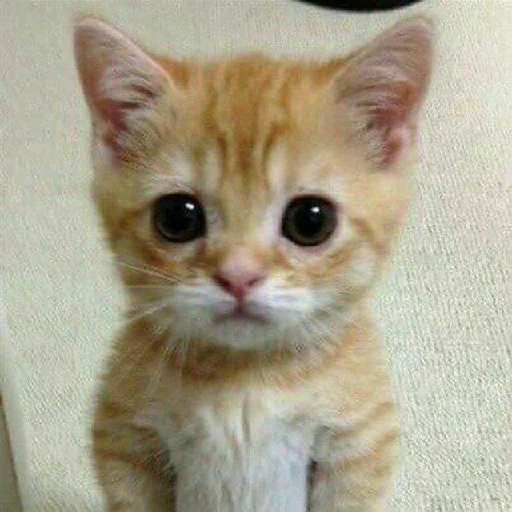 животное млекопитающее кошка