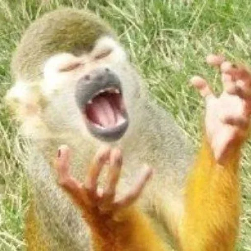 Стикер @visha_bottle   MONKEY - 11