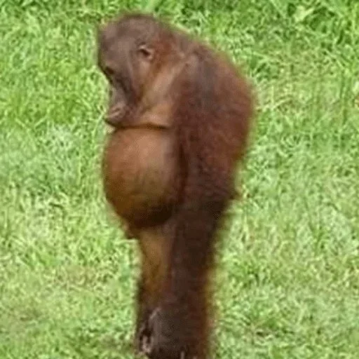 Стикер @visha_bottle   MONKEY - 9