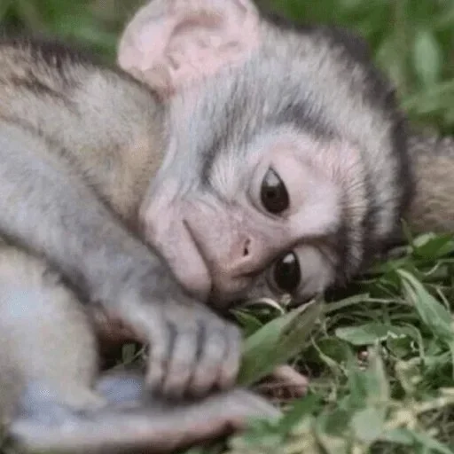 Стикер @visha_bottle   MONKEY - 8