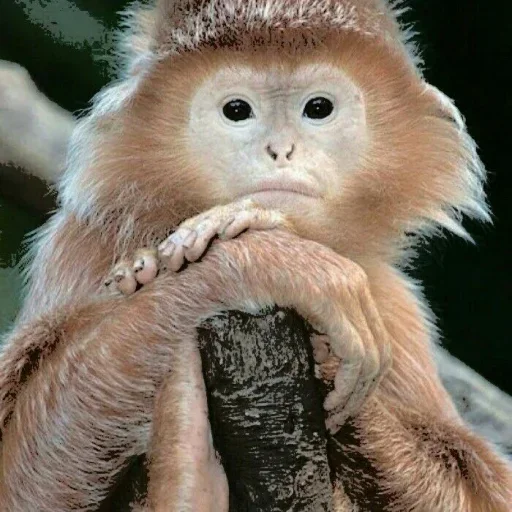 Стикер @visha_bottle   MONKEY - 7