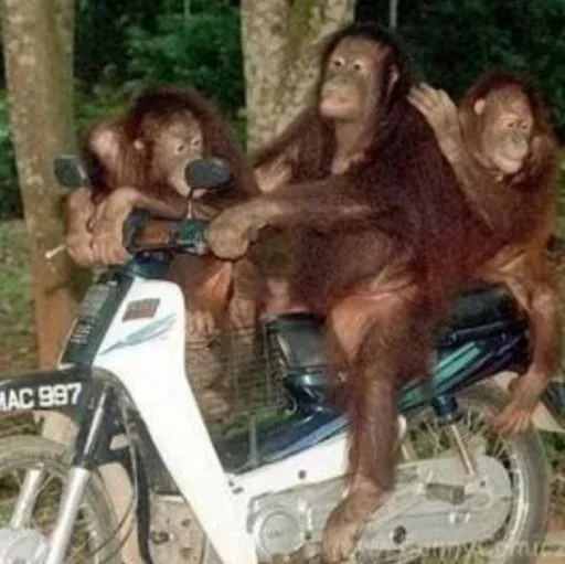 Стикер @visha_bottle   MONKEY - 6