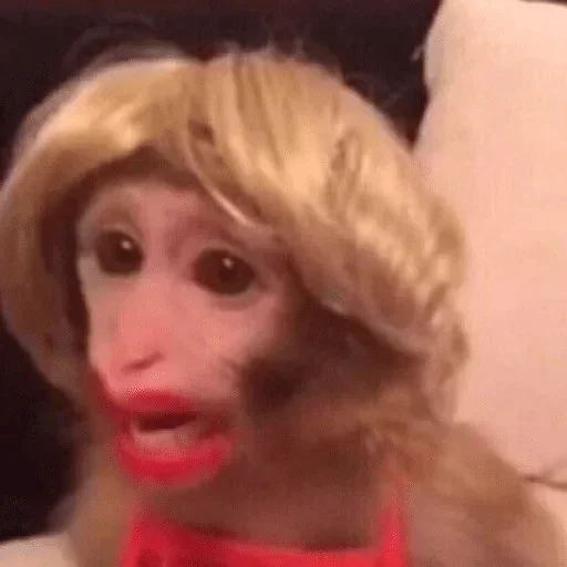 Стикер @visha_bottle   MONKEY - 4