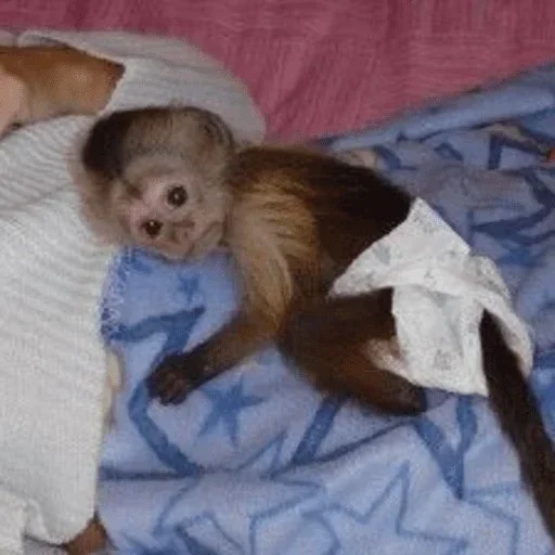 Стикер @visha_bottle   MONKEY - 1