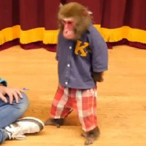 Стикер @visha_bottle   MONKEY - 0