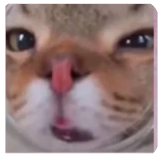 млекопитающее животное кошка