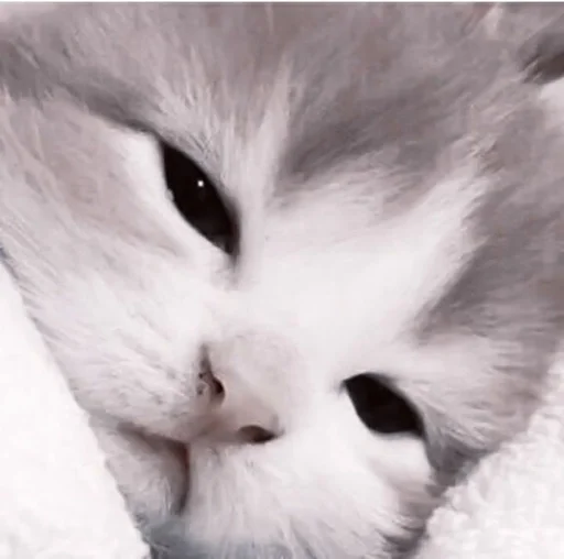 млекопитающее животное кошка