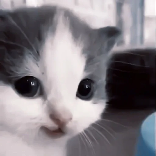 млекопитающее животное кошка