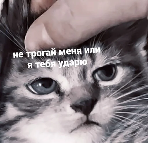 млекопитающее животное кошка