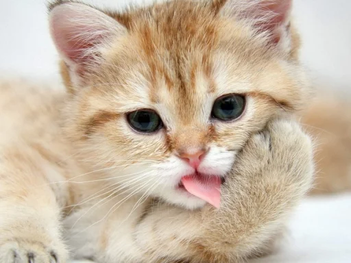 Стикер vnesistem 2 - 9