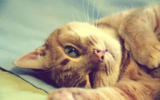 Стикер vnesistem 2 - 0