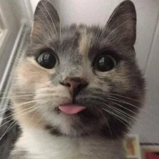 Стикер Полинегрина - 6