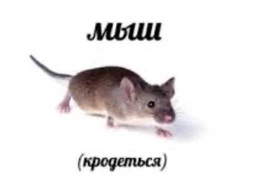 Sticker Polnijbred - 1