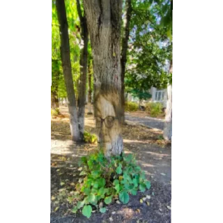 Sticker Полтораскуф - 1