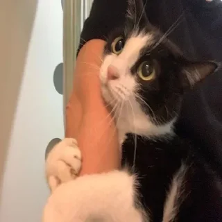 Sticker Котики - 0