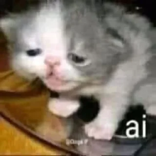 Sticker Котики - 1