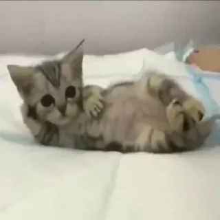 Sticker Котики - 3