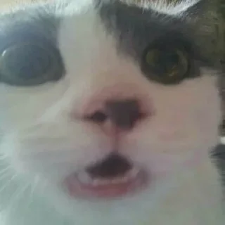 Sticker Котики - 4