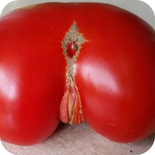 Помидор - 