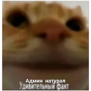 Стикер Админ насрал - 6