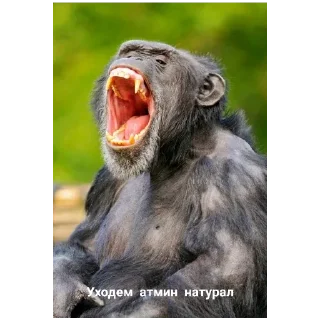 Стикер Админ насрал - 1