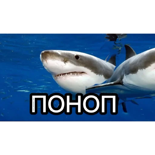 Sticker Пон - 9