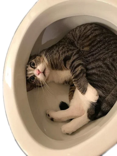 cat animal small to medium-sized cats