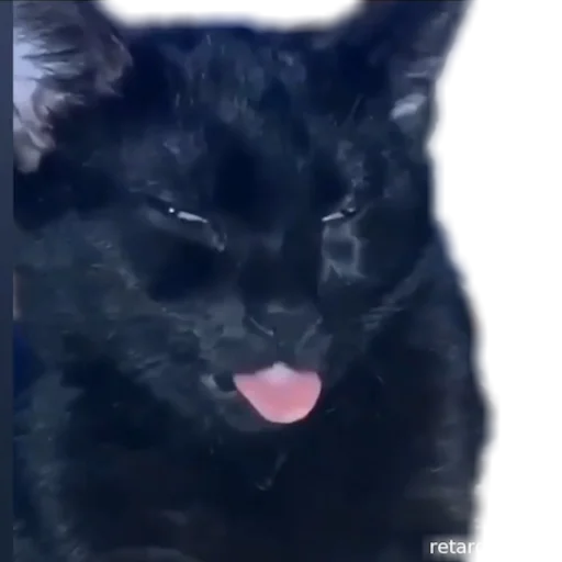 animal mammal felidae