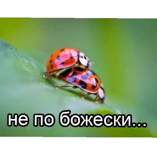 Стикер Ponk40 - 1