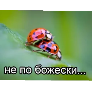 Sticker Поньк - 1